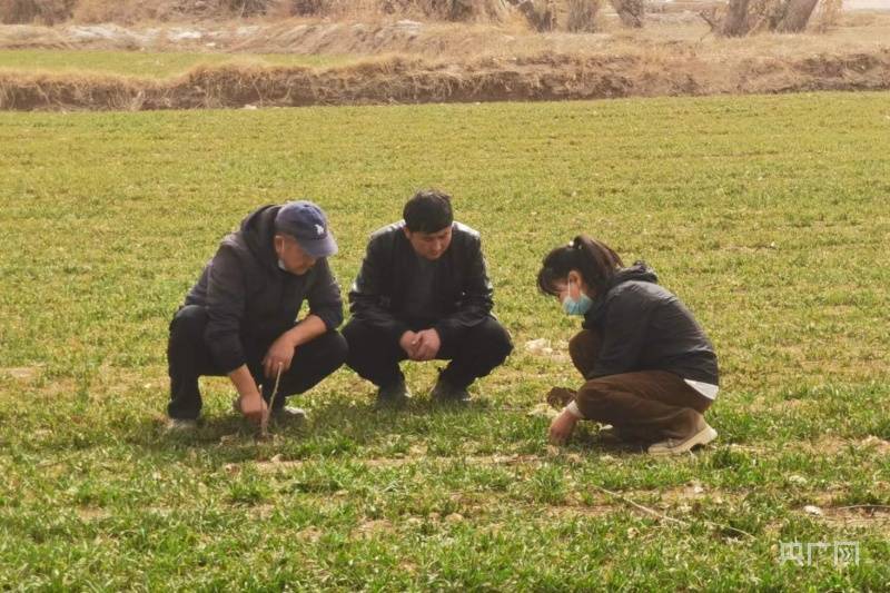 新疆轮台:强化技术服务 确保粮食丰收